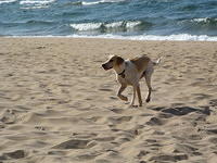 Eliot on the beach