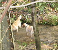 Dogs playing by the bridge