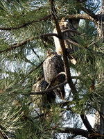 Three owls