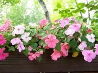 pink_impatiens_birch_woods