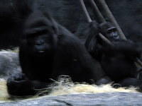 Gorillas