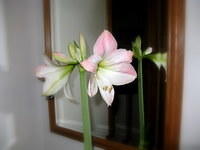 The amaryllis