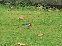 red_crested_cardinal