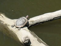 Red-earred slider