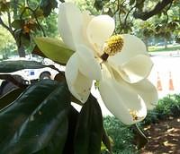 dc_magnolia_outside_constitution_hall