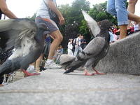 Beth's Pigeon Pictures