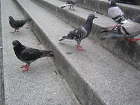 Pigeons - 3