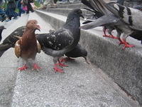 Pigeons - 4