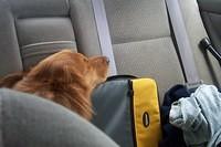 dog_in_back_seat
