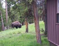 bison_at_cabin