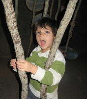 Among the tree roots in the cave