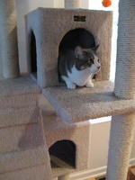 Magda in the cat condo