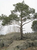 Tree and rocks