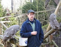 Great grey owls